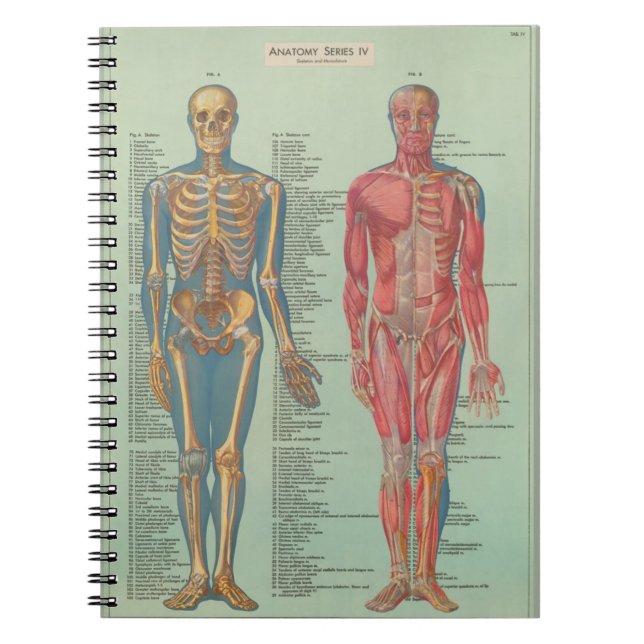 Cuaderno - Anatomía (Frente)