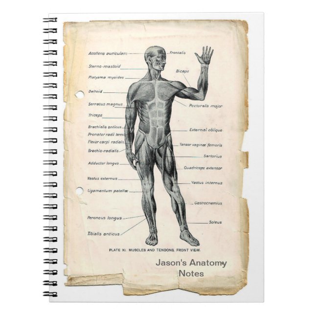 Cuaderno Anatomía anterior (Frente)