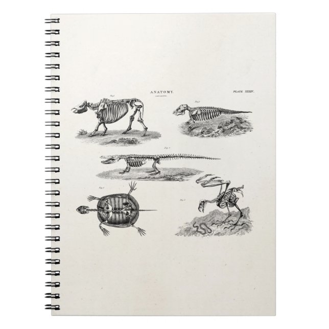 Cuaderno Anatomía antigua de los esqueletos animales de los (Frente)