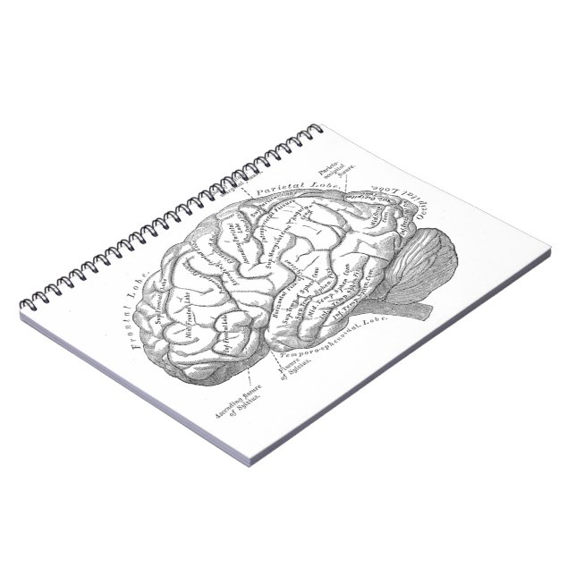 Cuaderno Anatomía del cerebro del vintage (Lado Izquierdo)