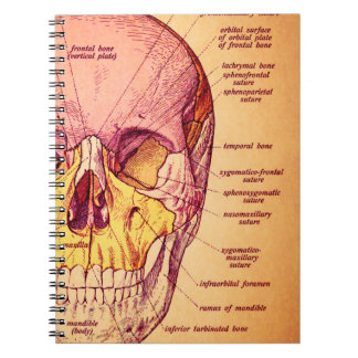 Cuaderno Anatomía del cráneo