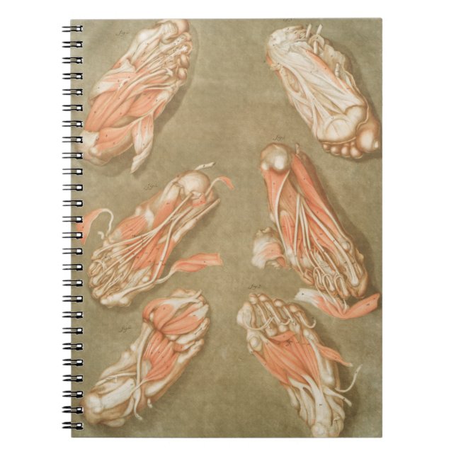 CUADERNO ANATOMÍA PIE ANATOMÍA PIE MÚSCULO ANATOMÍA HUESOS  (Frente)
