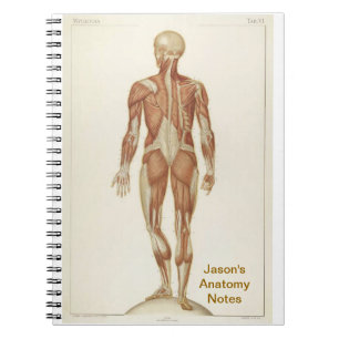 Cuaderno Anatomía posterior