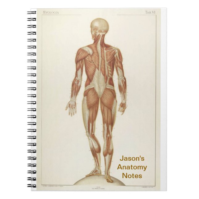 Cuaderno Anatomía posterior (Frente)