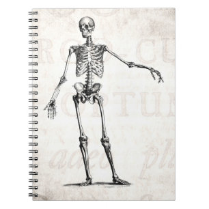 Cuaderno Anatomía retra esquelética de los esqueletos de