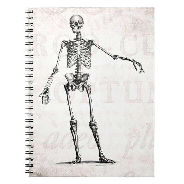 Cuaderno Anatomía retra esquelética de los esqueletos de (Frente)