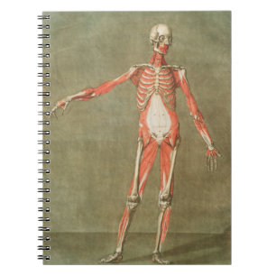 CUADERNO ANATOMÍA SKELETON BONOS CUERPO GRAVE MUSCULA ANATO