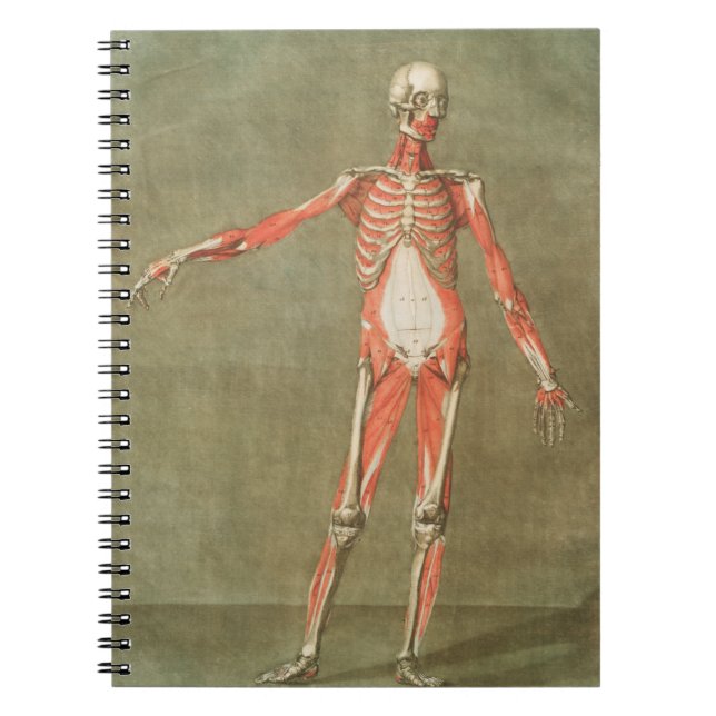 CUADERNO ANATOMÍA SKELETON BONOS CUERPO GRAVE MUSCULA ANATO (Frente)