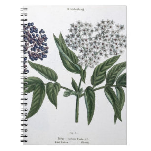 Cuaderno Anciano, fig. 13 "de la persona de tierra firme