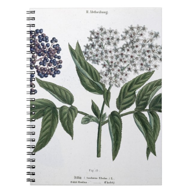Cuaderno Anciano, fig. 13 "de la persona de tierra firme (Frente)