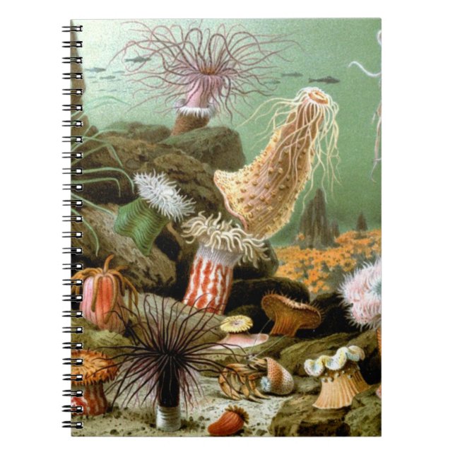 Cuaderno Anémonas de mar de época, animales oceánicos de la (Frente)