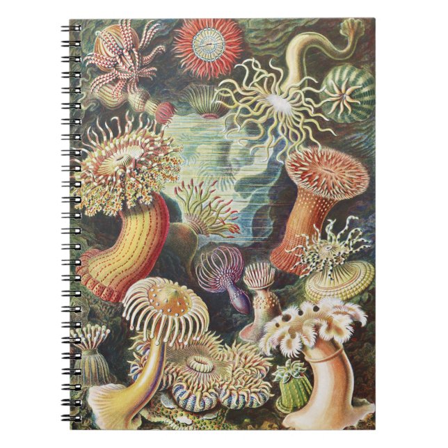 Cuaderno Anémonas de Mar de Haeckel Arte Náutico de Vida Ma (Frente)