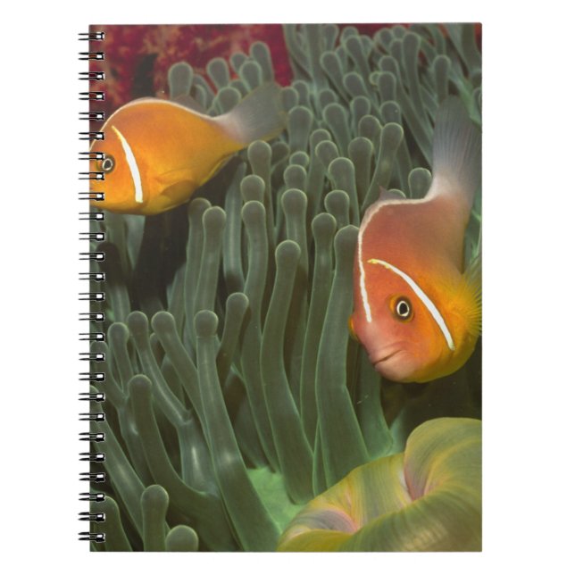Cuaderno Anemonefish rosado en anémona de mar de (Frente)