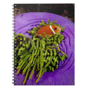 Cuaderno Anemonefish y anémona grande