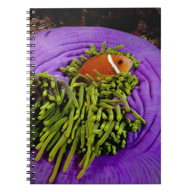 Cuaderno Anemonefish y anémona grande (Frente)