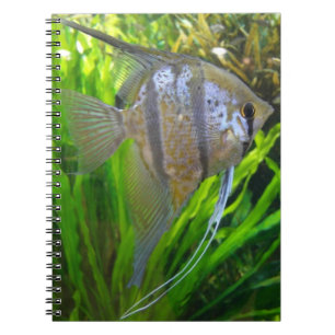Cuaderno Angel Fish