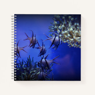 Cuaderno Angelfish negro y blanco en el Mar Azul profundo