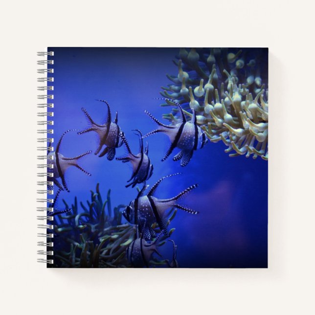 Cuaderno Angelfish negro y blanco en el Mar Azul profundo (Anverso)