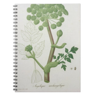 Cuaderno Angélica Archangelica de 'Phytographie Medicale