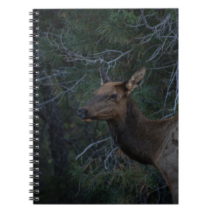 Cuaderno Anguila salvaje en bosque de pinos - Fotografía de
