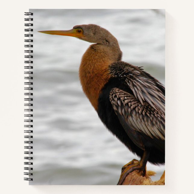 Cuaderno Anhinga Al Acecho (Anverso)