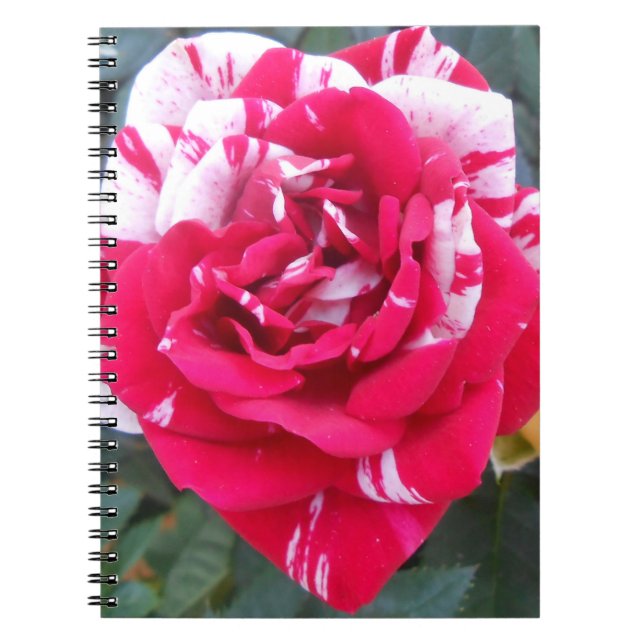 Cuaderno Anicia (Frente)