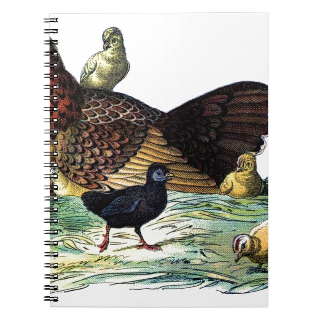 Cuaderno Animal del vintage de los pollos (Frente)
