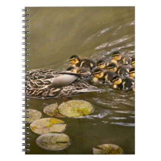 Cuaderno Animal - Patos - Nadar como un pato