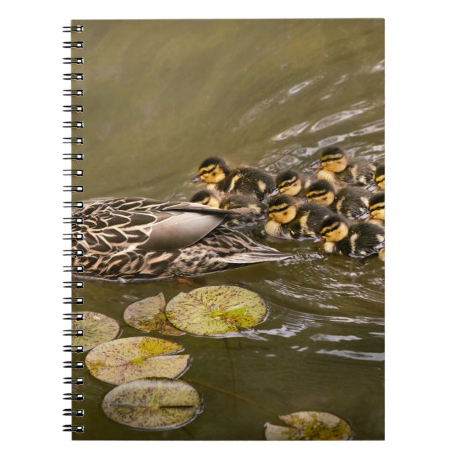 Cuaderno Animal - Patos - Nadar como un pato (Frente)