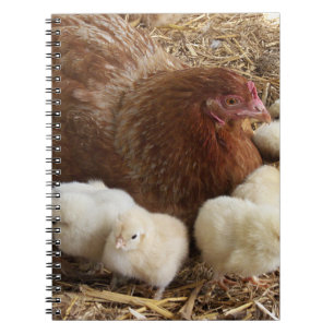 Cuaderno animal, polluelo, pollo, granja, lindo, pájaro, be