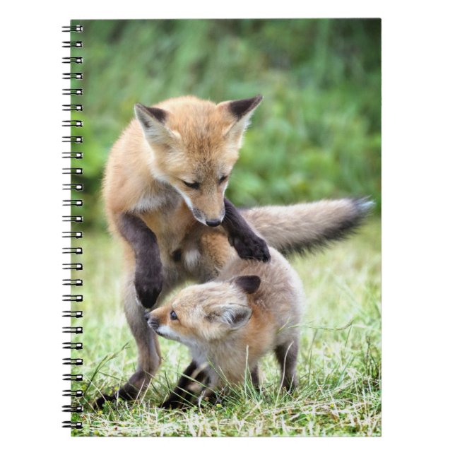 Cuaderno Animales de bebé más afectados | Adorable Fox Kit  (Frente)