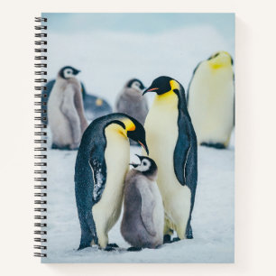 Cuaderno Animales de bebé más afectados   Alimentación por 