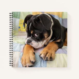 Cuaderno Animales de bebé más afectados   Antiguo y tímido 