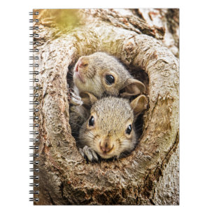 Cuaderno Animales de bebé más afectados   Ardillas de bebé 
