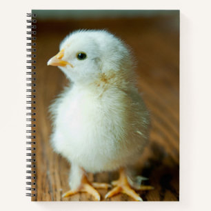 Cuaderno Animales de bebé más afectados Baby Chick