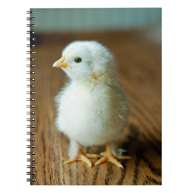 Cuaderno Animales de bebé más afectados | Baby Chick (Frente)