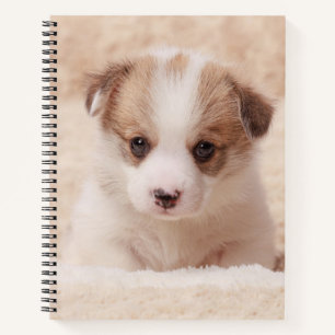 Cuaderno Animales de bebé más afectados   Baby Corgi