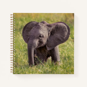 Cuaderno Animales de bebé más afectados Baby Elephant Ken