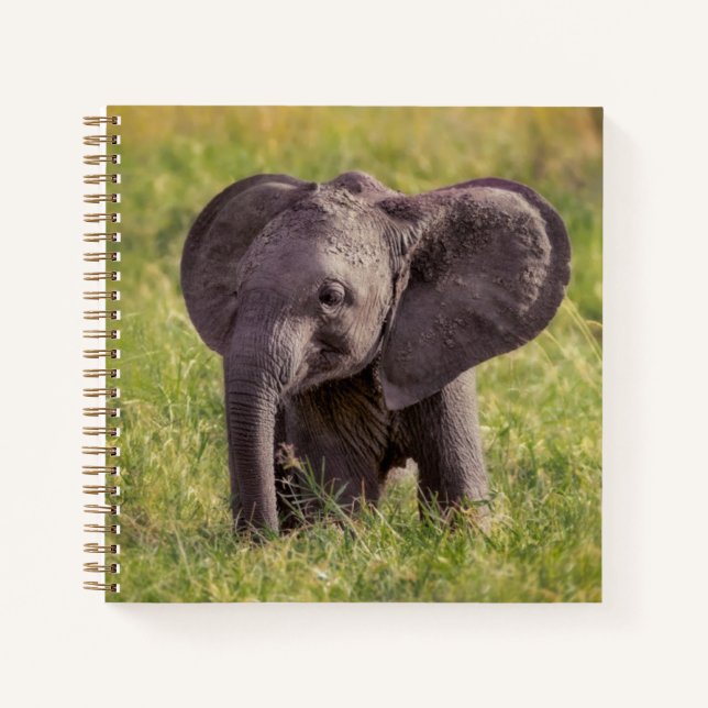 Cuaderno Animales de bebé más afectados | Baby Elephant Ken (Anverso)