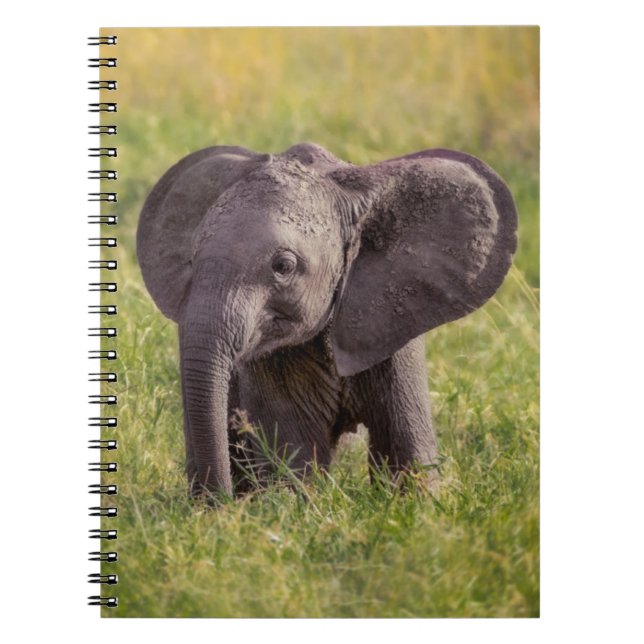Cuaderno Animales de bebé más afectados | Baby Elephant Ken (Frente)