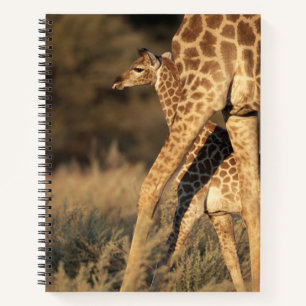 Cuaderno Animales de bebé más afectados   Baby Giraffe y Pa