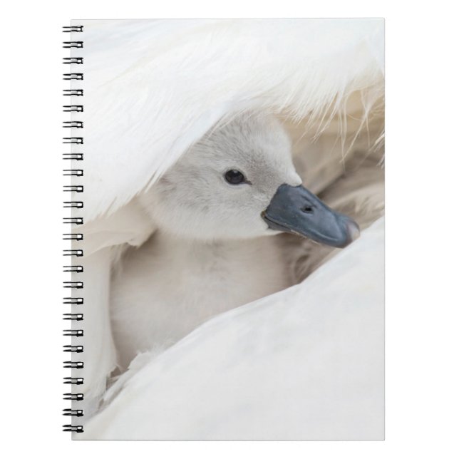Cuaderno Animales de bebé más afectados | Baby Mute Swan (Frente)