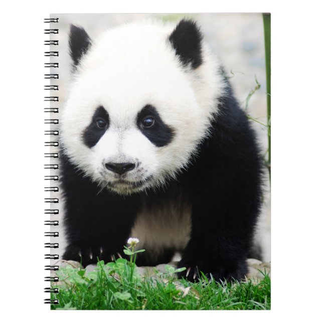 Cuaderno Animales de bebé más afectados | Baby Panda Bear (Frente)