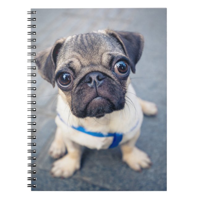 Cuaderno Animales de bebé más afectados | Baby Pug (Frente)