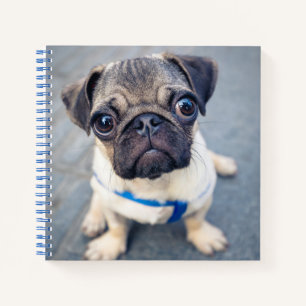 Cuaderno Animales de bebé más afectados   Baby Pug