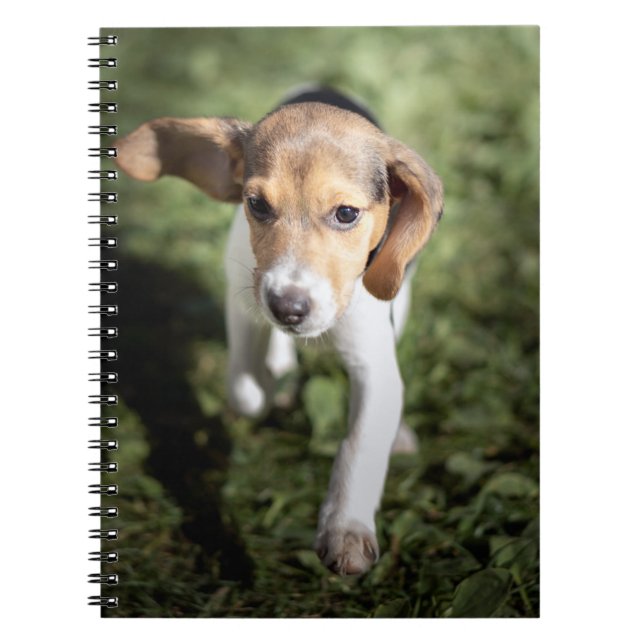Cuaderno Animales de bebé más afectados | Beagle Puppy (Frente)