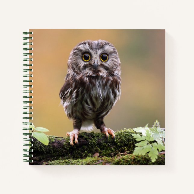 Cuaderno Animales de bebé más afectados | Bebé Lechuza (Anverso)