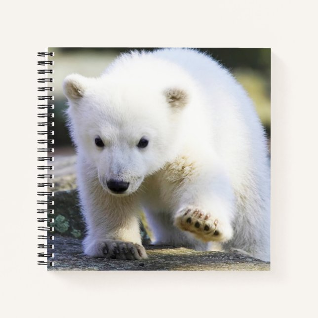 Cuaderno Animales de bebé más afectados | Bebé Oso Polar (Anverso)