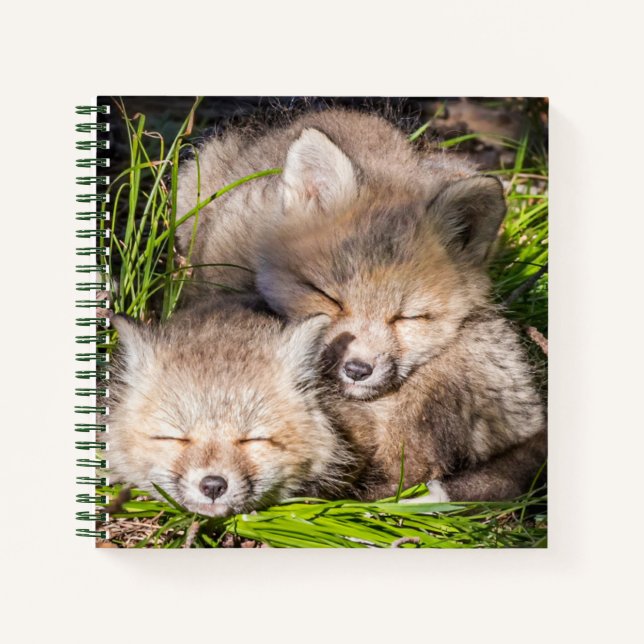 Cuaderno Animales de bebé más afectados | Bebé Red Fox Kits (Anverso)