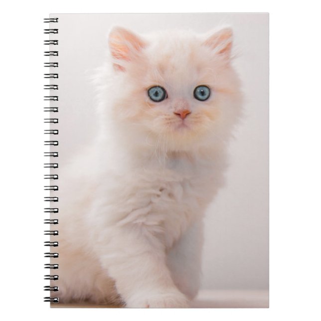 Cuaderno Animales de bebé más afectados | Blue Eye Kitten (Frente)